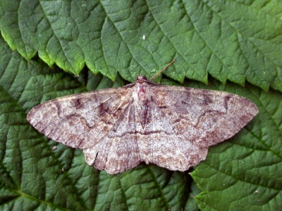 mottled beauty (Alcis repandata) Kenneth Noble
